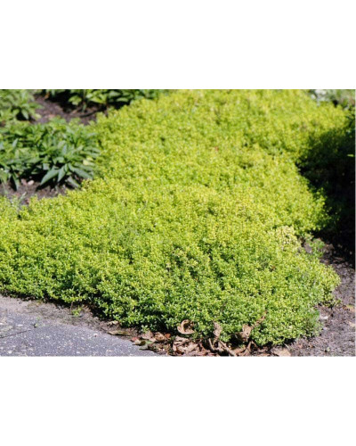 Тим`ян / Чебрець лимонний Ауреа | Thymus citriodorus Aurea | Тимьян / Чабрец лимонный Ауреа