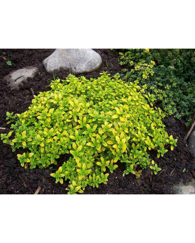 Тим`ян / Чебрець лимонний Ауреа | Thymus citriodorus Aurea | Тимьян / Чабрец лимонный Ауреа