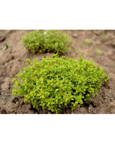 Тим`ян / Чебрець лимонний Ауреа | Thymus citriodorus Aurea | Тимьян / Чабрец лимонный Ауреа