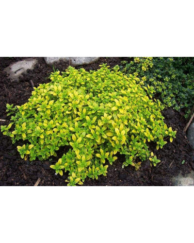Тим`ян / Чебрець лимонний Ауреа | Thymus citriodorus Aurea | Тимьян / Чабрец лимонный Ауреа