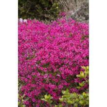 Флокс шиловидний Ред Вінгс | Phlox subulata Red Wings | Флокс шиловидный Ред Вингс