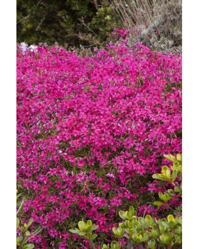 Флокс шиловидний Ред Вінгс | Phlox subulata Red Wings | Флокс шиловидный Ред Вингс