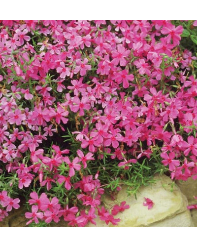 Флокс шиловидний Ред Вінгс | Phlox subulata Red Wings | Флокс шиловидный Ред Вингс