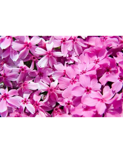 Флокс шиловидний Ред Вінгс | Phlox subulata Red Wings | Флокс шиловидный Ред Вингс