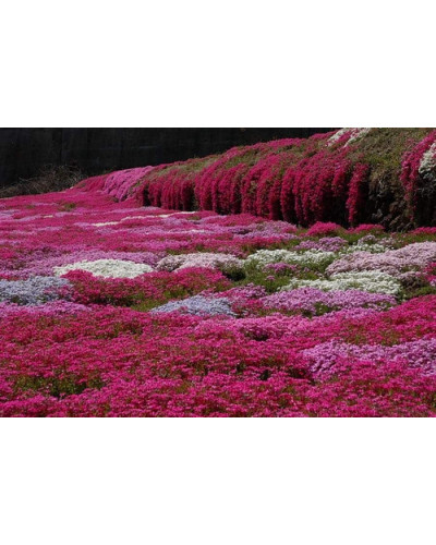 Флокс шиловидний Ред Вінгс | Phlox subulata Red Wings | Флокс шиловидный Ред Вингс
