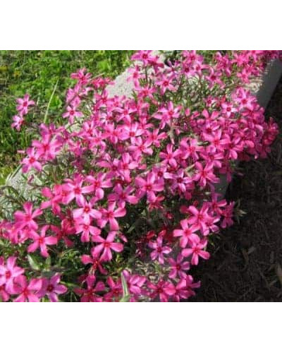 Флокс шиловидний Ред Вінгс | Phlox subulata Red Wings | Флокс шиловидный Ред Вингс