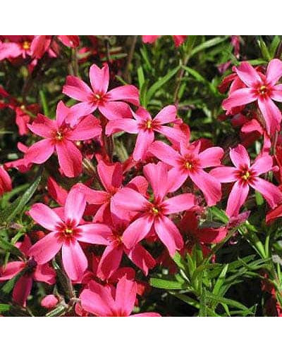 Флокс шиловидний Ред Вінгс | Phlox subulata Red Wings | Флокс шиловидный Ред Вингс
