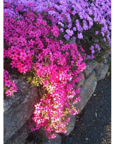 Флокс шиловидний Ред Вінгс | Phlox subulata Red Wings | Флокс шиловидный Ред Вингс
