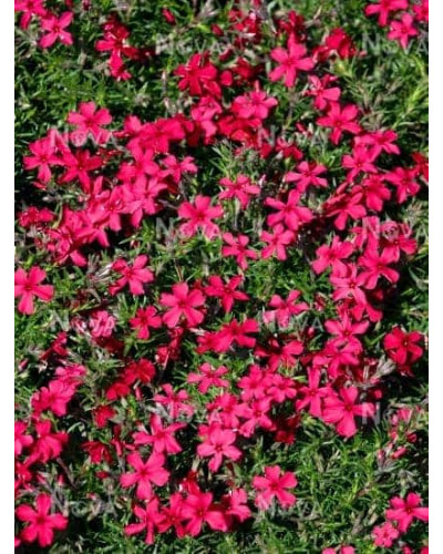 Флокс шиловидний Ред Вінгс | Phlox subulata Red Wings | Флокс шиловидный Ред Вингс