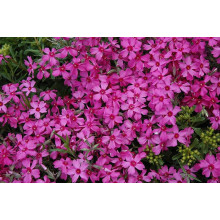 Флокс шиловидний Ред Вінгс | Phlox subulata Red Wings | Флокс шиловидный Ред Вингс