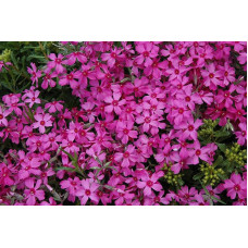 Флокс шиловидний Ред Вінгс | Phlox subulata Red Wings | Флокс шиловидный Ред Вингс