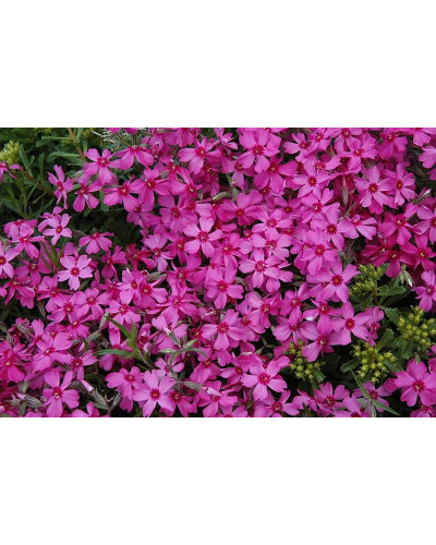 Флокс шиловидний Ред Вінгс | Phlox subulata Red Wings | Флокс шиловидный Ред Вингс