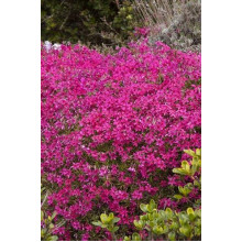 Флокс шиловидний Ред Вінгс | Phlox subulata Red Wings | Флокс шиловидный Ред Вингс