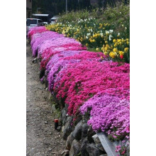 Флокс шиловидний Ред Вінгс | Phlox subulata Red Wings | Флокс шиловидный Ред Вингс