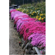 Флокс шиловидний Ред Вінгс | Phlox subulata Red Wings | Флокс шиловидный Ред Вингс