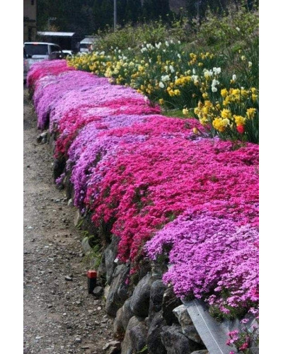 Флокс шиловидний Ред Вінгс | Phlox subulata Red Wings | Флокс шиловидный Ред Вингс