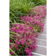 Флокс шиловидний Ред Вінгс | Phlox subulata Red Wings | Флокс шиловидный Ред Вингс