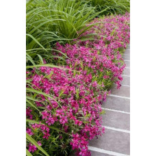 Флокс шиловидний Ред Вінгс | Phlox subulata Red Wings | Флокс шиловидный Ред Вингс