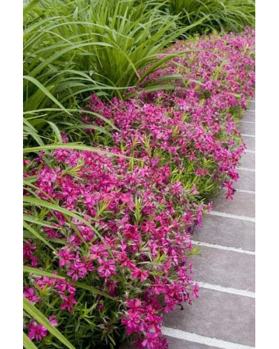 Флокс шиловидний Ред Вінгс | Phlox subulata Red Wings | Флокс шиловидный Ред Вингс
