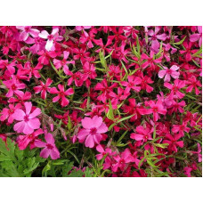 Флокс шиловидний Ред Вінгс | Phlox subulata Red Wings | Флокс шиловидный Ред Вингс