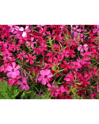Флокс шиловидний Ред Вінгс | Phlox subulata Red Wings | Флокс шиловидный Ред Вингс