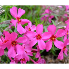 Флокс шиловидний Ред Вінгс | Phlox subulata Red Wings | Флокс шиловидный Ред Вингс