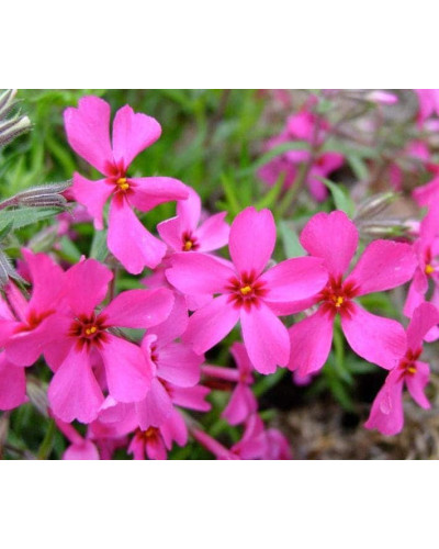 Флокс шиловидний Ред Вінгс | Phlox subulata Red Wings | Флокс шиловидный Ред Вингс
