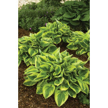 Хоста гібридна Вайд Брім | Хоста гибридная Вайд Брим | Hosta hybrida Wide Brim