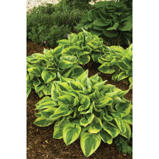 Хоста гібридна Вайд Брім | Хоста гибридная Вайд Брим | Hosta hybrida Wide Brim