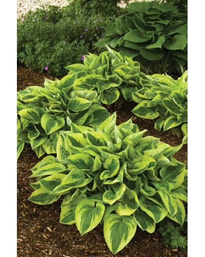 Хоста гібридна Вайд Брім | Хоста гибридная Вайд Брим | Hosta hybrida Wide Brim