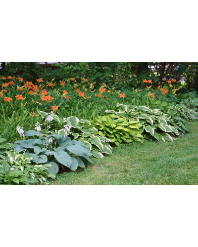 Хоста гібридна Вайд Брім | Хоста гибридная Вайд Брим | Hosta hybrida Wide Brim