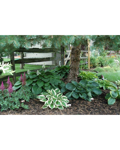 Хоста гібридна Вайд Брім | Хоста гибридная Вайд Брим | Hosta hybrida Wide Brim