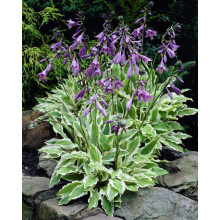 Хоста гібридна Вайд Брім | Хоста гибридная Вайд Брим | Hosta hybrida Wide Brim
