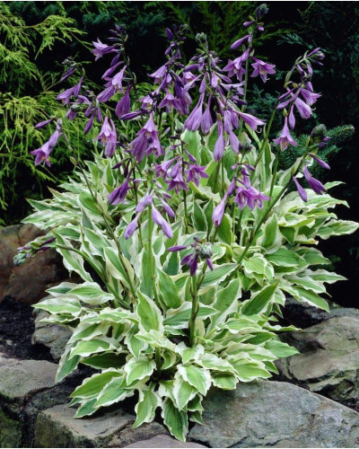 Хоста гібридна Вайд Брім | Хоста гибридная Вайд Брим | Hosta hybrida Wide Brim