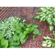 Хоста гібридна Вайд Брім | Хоста гибридная Вайд Брим | Hosta hybrida Wide Brim