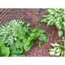 Хоста гібридна Вайд Брім | Хоста гибридная Вайд Брим | Hosta hybrida Wide Brim