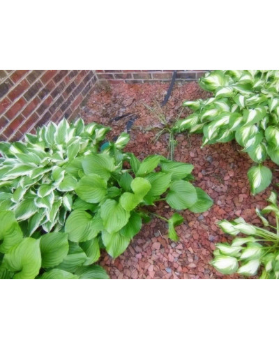 Хоста гібридна Вайд Брім | Хоста гибридная Вайд Брим | Hosta hybrida Wide Brim