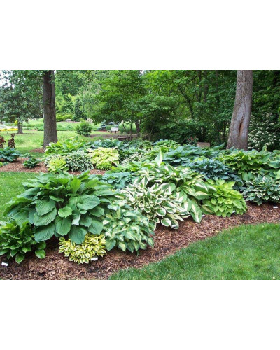 Хоста гібридна Вайд Брім | Хоста гибридная Вайд Брим | Hosta hybrida Wide Brim
