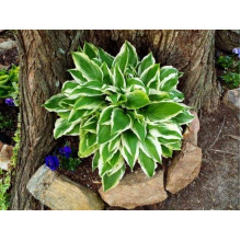 Хоста гібридна Вайд Брім | Хоста гибридная Вайд Брим | Hosta hybrida Wide Brim