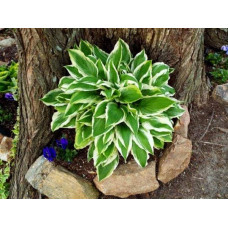 Хоста гібридна Вайд Брім | Хоста гибридная Вайд Брим | Hosta hybrida Wide Brim