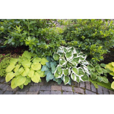 Хоста гібридна Вайд Брім | Хоста гибридная Вайд Брим | Hosta hybrida Wide Brim
