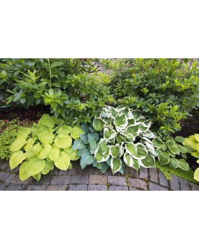 Хоста гібридна Вайд Брім | Хоста гибридная Вайд Брим | Hosta hybrida Wide Brim