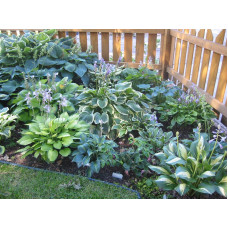 Хоста гібридна Вайд Брім | Хоста гибридная Вайд Брим | Hosta hybrida Wide Brim