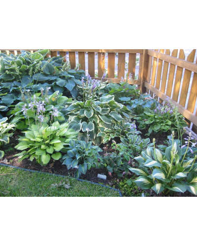 Хоста гібридна Вайд Брім | Хоста гибридная Вайд Брим | Hosta hybrida Wide Brim