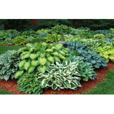 Хоста гібридна Вайд Брім | Хоста гибридная Вайд Брим | Hosta hybrida Wide Brim