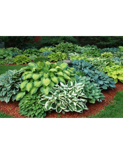 Хоста гібридна Вайд Брім | Хоста гибридная Вайд Брим | Hosta hybrida Wide Brim