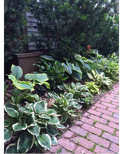 Хоста гібридна Вайд Брім | Хоста гибридная Вайд Брим | Hosta hybrida Wide Brim