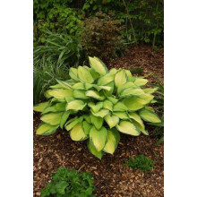 Хоста гібридна Голд Стандарт | Хоста гибридная Голд Стандарт | Hosta hybrida Gold Standard