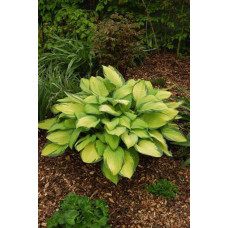 Хоста гібридна Голд Стандарт | Хоста гибридная Голд Стандарт | Hosta hybrida Gold Standard