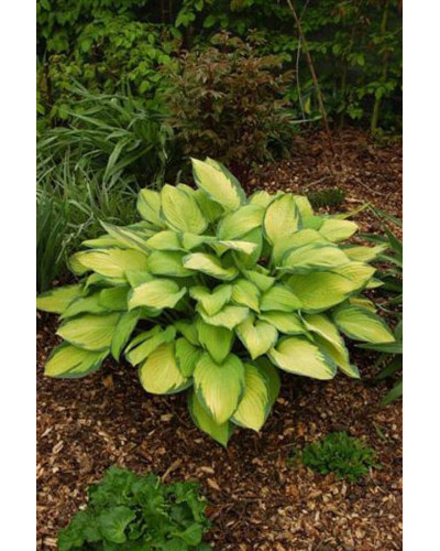 Хоста гібридна Голд Стандарт | Хоста гибридная Голд Стандарт | Hosta hybrida Gold Standard